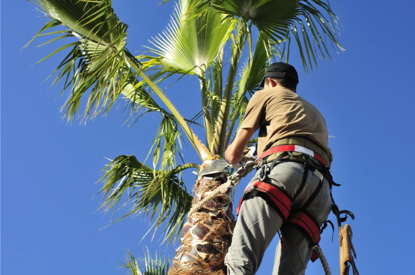 Tree Trimming and Removal